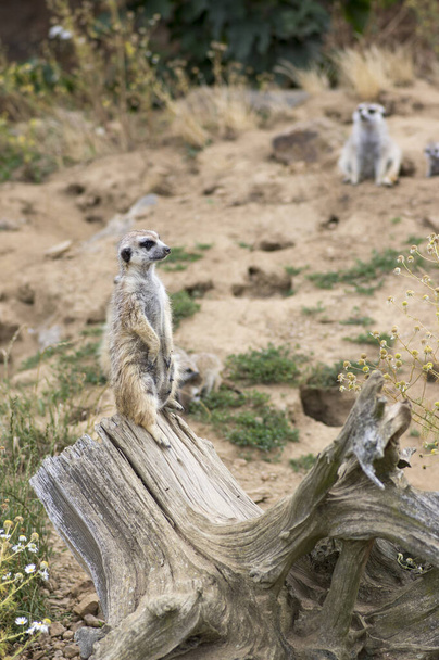Beautiful meerkat holding a guard in sandy area, funny small african animal - Foto, Imagem