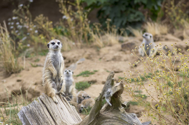 Beautiful meerkat holding a guard in sandy area, funny small african animal - Photo, Image