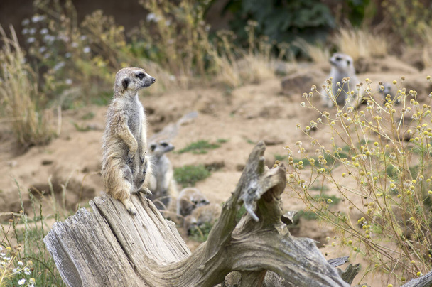 Beautiful meerkat holding a guard in sandy area, funny small african animal - Foto, Bild