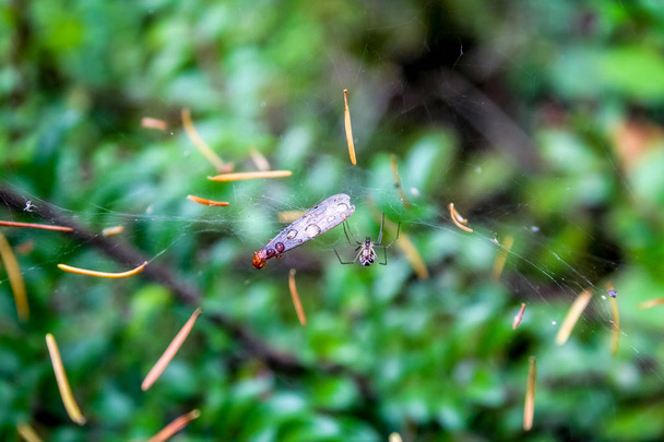 spider and prey in web - 写真・画像