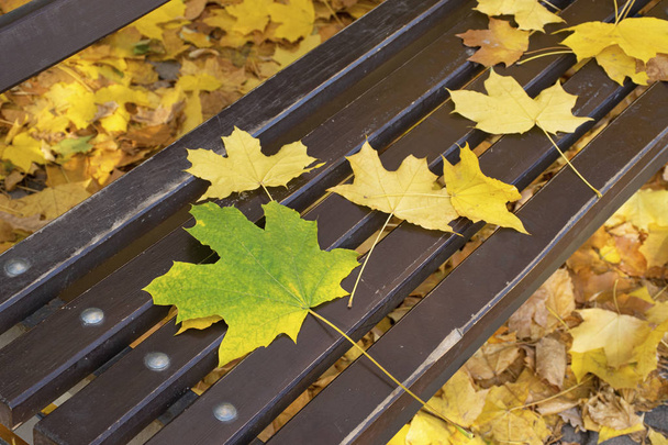 Autumn yellow maple leaves lie on a brown wooden park bench. Fall foliage in the city. October. - Photo, Image