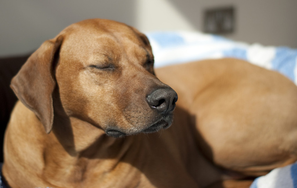 Ridgeback cão dormindo ao sol
 - Foto, Imagem