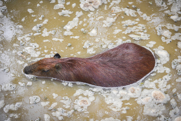 Hydrochaeris hydrochaeris - Capybara pantano de agua flotante en el
 - Foto, Imagen