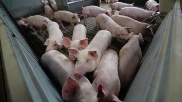 pig farm industry animal agriculture livestock cage - Footage, Video