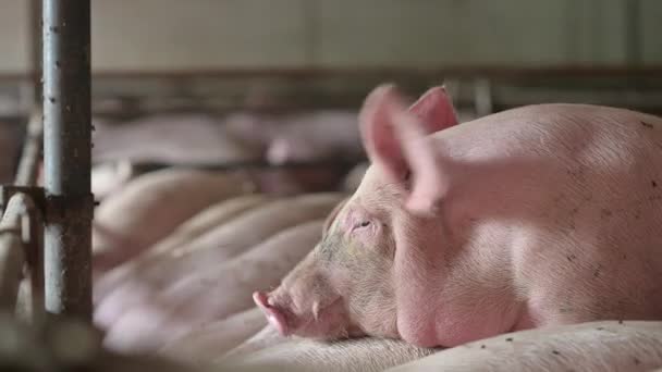 sertéstenyésztő ipar állattenyésztő állattenyésztő ketrec - Felvétel, videó
