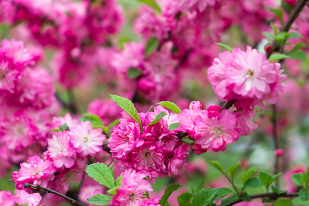 Japanese cherry - Sakura. Russia. Vladivostok botanical garden - Fotó, kép