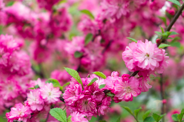 Japanese cherry - Sakura. Russia. Vladivostok botanical garden - Photo, image
