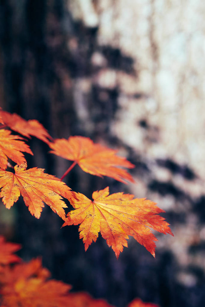 close-up view of colorful autumn leaves - Foto, imagen