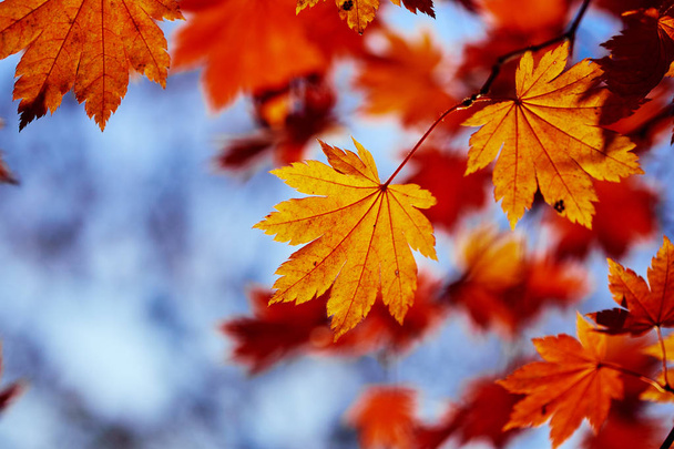 close-up view of colorful autumn leaves - Foto, Imagem