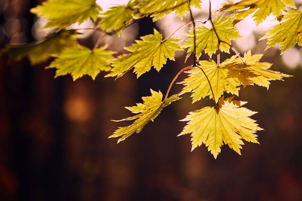 close-up view of colorful autumn leaves - Fotó, kép