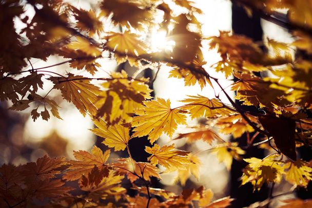 close-up view of colorful autumn leaves - Φωτογραφία, εικόνα