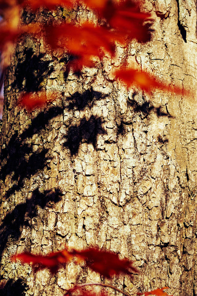 vue rapprochée des feuilles d'automne colorées
 - Photo, image