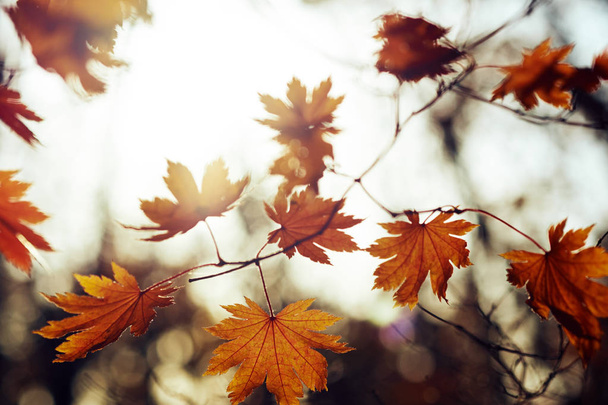 close-up view of colorful autumn leaves - Foto, Imagen