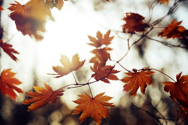 vista de cerca de hojas coloridas de otoño
 - Foto, Imagen