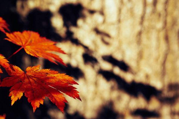 close-up view of colorful autumn leaves - Foto, afbeelding