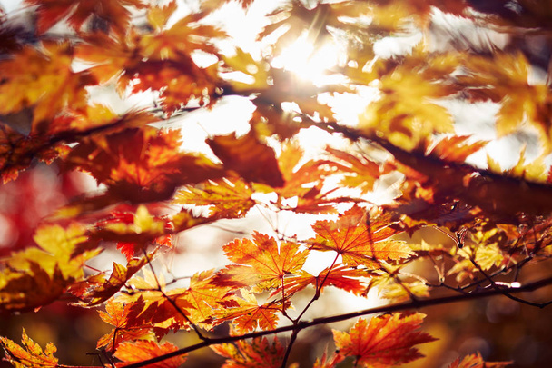 close-up view of colorful autumn leaves - Foto, Bild