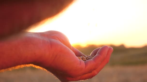 美しい夕日の光の中で農家の手に小麦の穀物。接近中だ実業家は穀物の品質を評価します農業の概念です有機穀物だ穀物の収穫. - 映像、動画