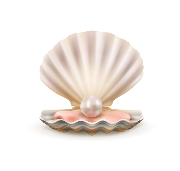 Pearl in open shells of scallop seashell 3d vector - Vector, Image