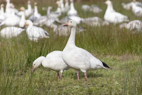 White Snow Goose  - Photo, Image