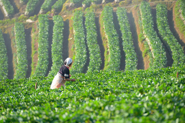 mezőgazdasági termelő és a szép eper farm reggel - Fotó, kép