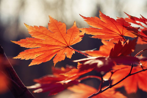 close-up view of colorful autumn leaves - Foto, Imagem