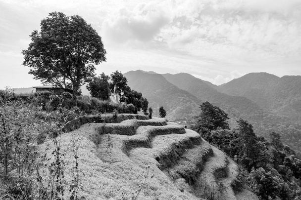 Černobílé terasy Hillside - Fotografie, Obrázek
