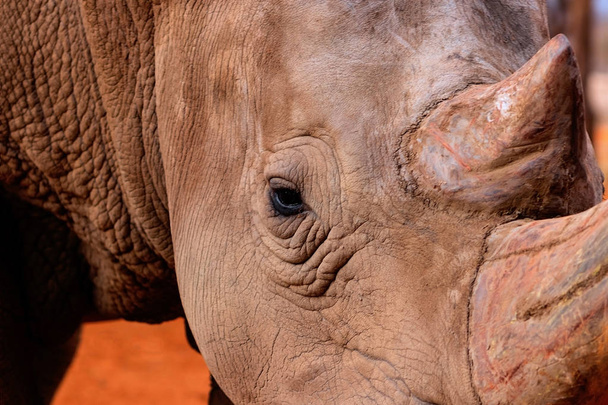 Portrét býka bělocha nosorožce pasoucího se v národním parku Etosha - Fotografie, Obrázek