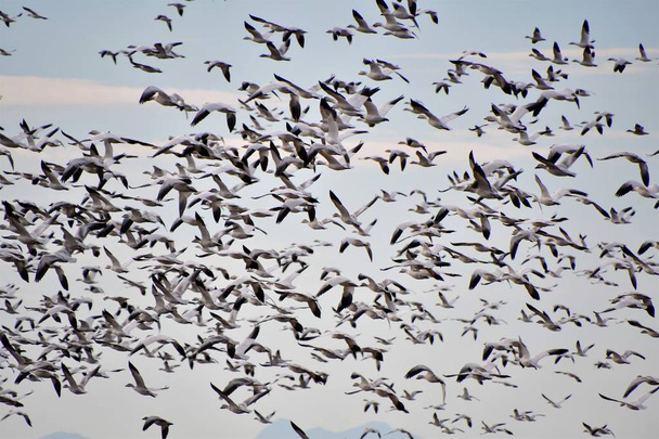 Uma vista de tantos gansos da neve a voar juntos. Richmond BC Canadá
 - Foto, Imagem