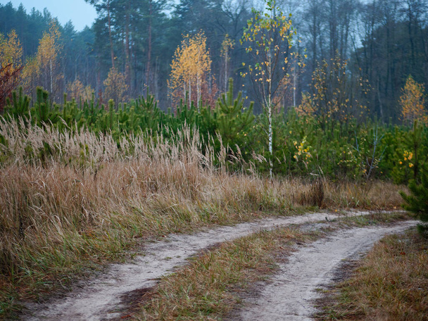 bos land weg curve bewolkt gouden herfst - Foto, afbeelding