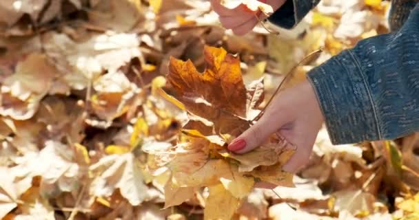 Young woman picks up fallen colorful autumn leaves. Girl collect yellow leaf. Close up - Footage, Video