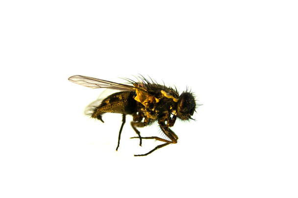 μύγα απομονωμένη σε λευκό φόντο - Φωτογραφία, εικόνα