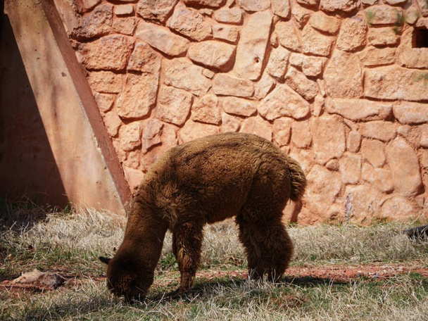 A brown alpaca eating grass  - Фото, зображення