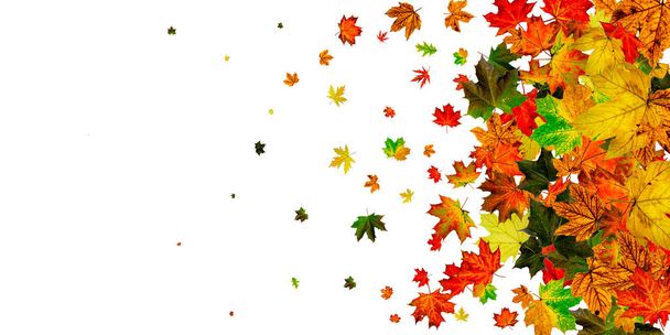Autumn leaves on ground. November falling pattern background. Thanksgiving season concept - Photo, Image