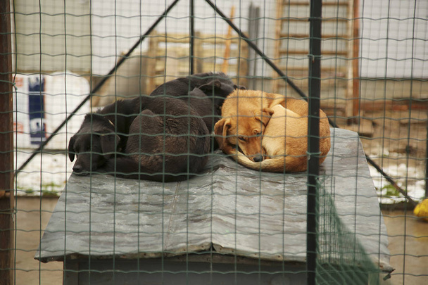 Shelter for homeless dogs - Foto, afbeelding