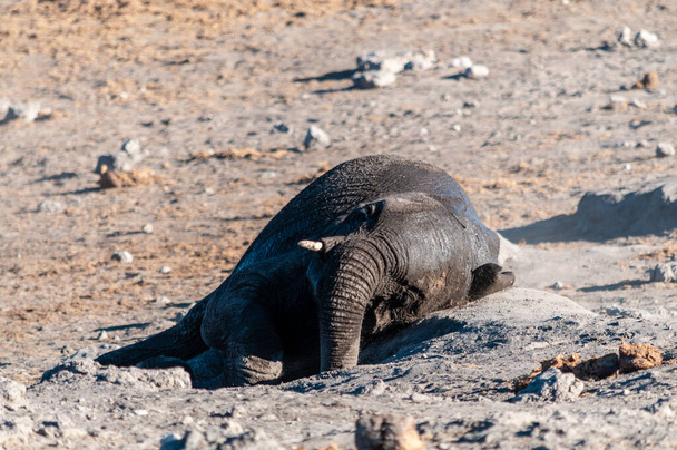 Africký slon se valí do hlíny. - Fotografie, Obrázek