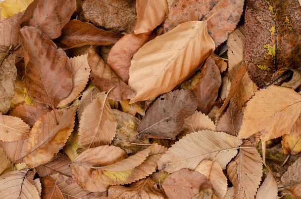 Podzimní pozadí. Pozadí různých suchých rezavých listů v parku . - Fotografie, Obrázek