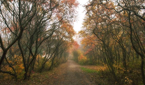 Kaunis avenue syksyllä puistossa, jossa on paljon puita ja
  - Valokuva, kuva