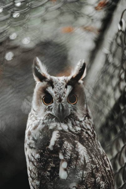 Owl bird on natural background - Photo, Image