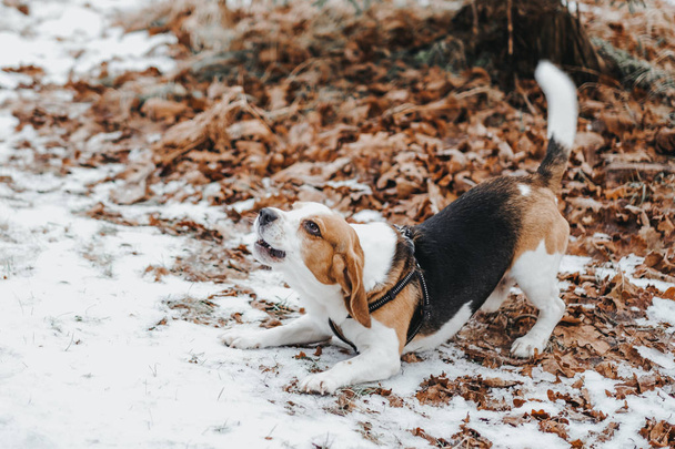 散歩中の犬ビーグル、森の中の冬の散歩  - 写真・画像