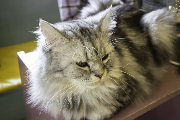 Domácí kočka chlazená v kavárně - Fotografie, Obrázek