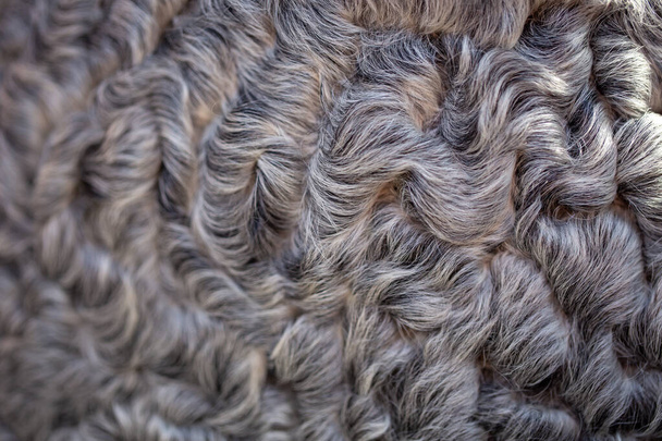 texture of gray astrakhan fur. natural background - Photo, Image
