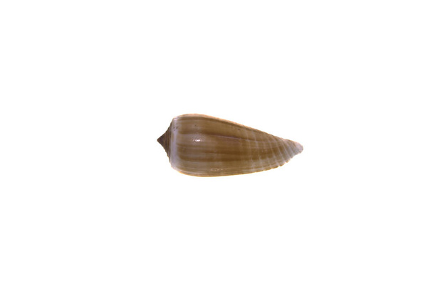 shell geïsoleerd op witte achtergrond - Foto, afbeelding