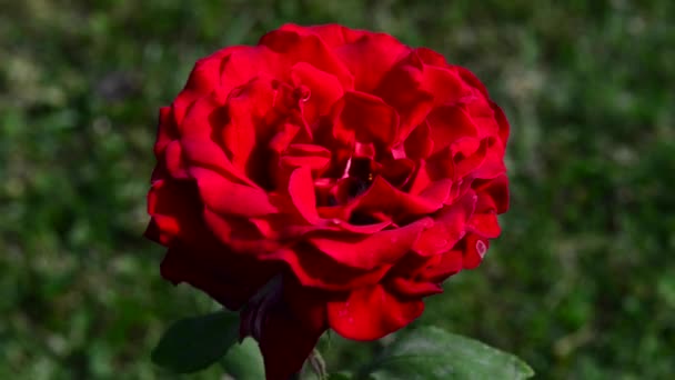 Een roos is een vaste plant van het geslacht "Rosa", behorend tot de familie "Rosaceae". - Video
