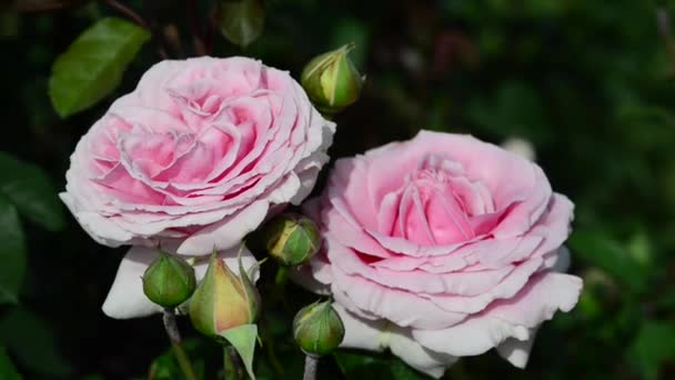 Růže je dřevitá, věčně kvetoucí rostlina rodu Rosa z čeledi Rosaceae - Záběry, video
