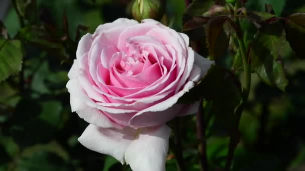 Een roos is een vaste plant van het geslacht "Rosa", behorend tot de familie "Rosaceae". - Video