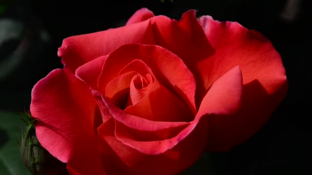 A rose is a woody perennial flowering plant of the genus Rosa, in the family Rosaceae - Footage, Video