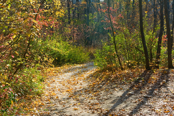 podzimní Lesní krajina - Fotografie, Obrázek