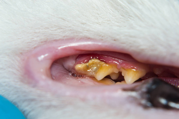 Dişeti iltihabı ve diş eti retraksiyonu olan evcil bir kedi. Bakteriyel plaqu - Fotoğraf, Görsel