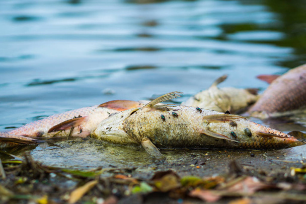 Las moscas están pululando peces flotando muertos en el lago. peces se mueren
 - Foto, imagen