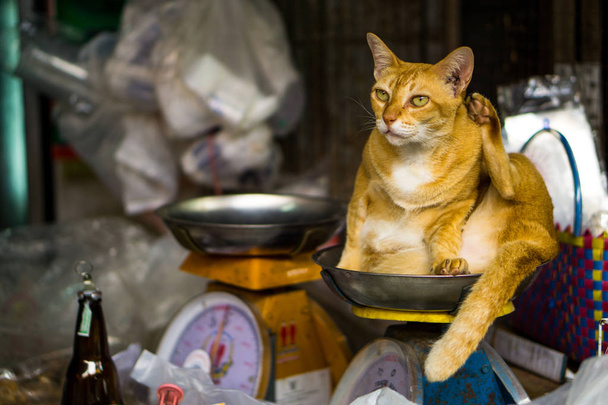 Stray cat sit on scales in Thailand - Photo, Image